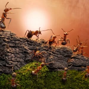 Testowy produkt prosty bez promocji